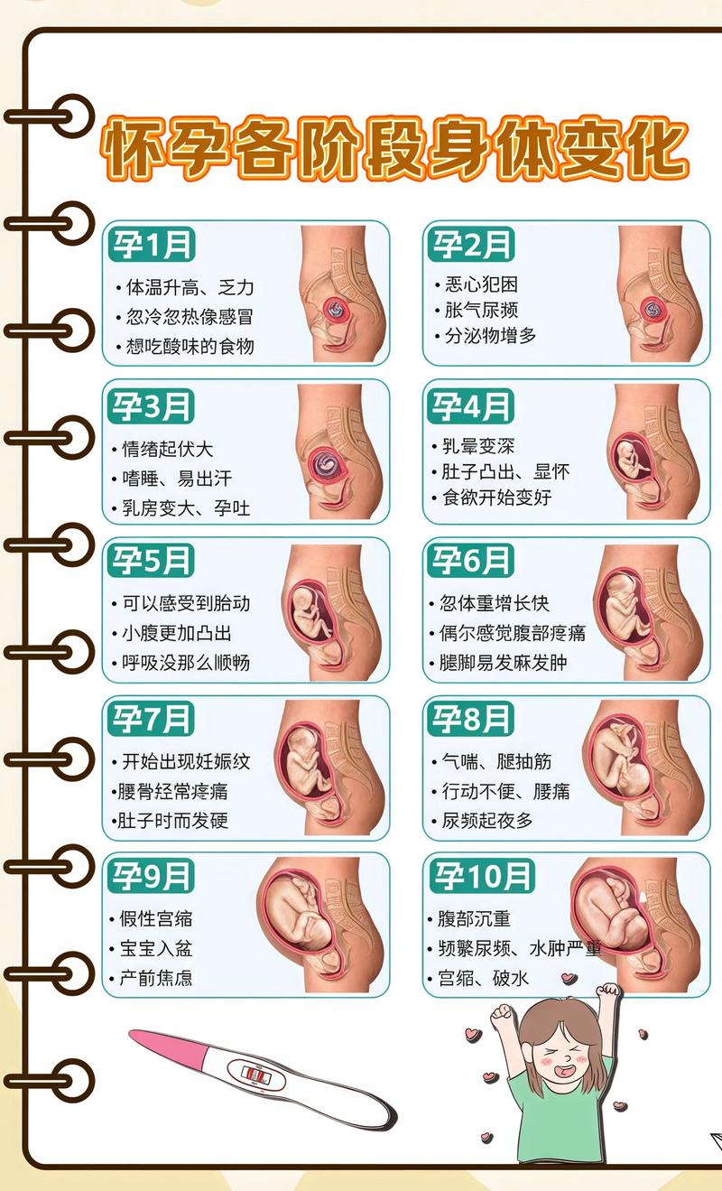 揭秘供卵代孕妈妈怀孕小腹分两节，孕期变化的奥秘顺义代生机构: